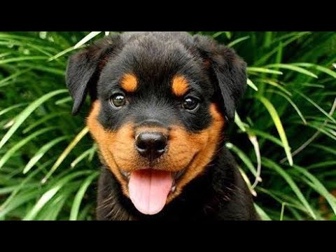 rottweiler dog cute puppy