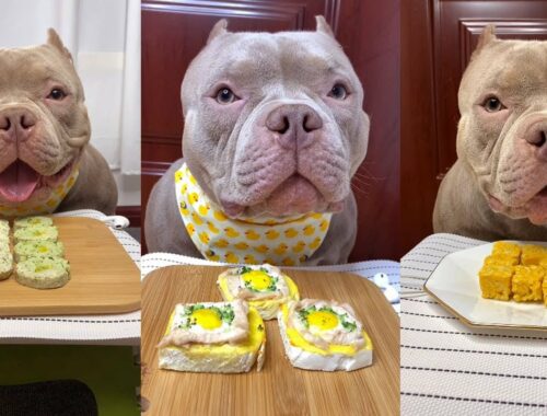 Cute Animals - Cute Puppy ASMR Eating Egg Cake, Full Videos #00205