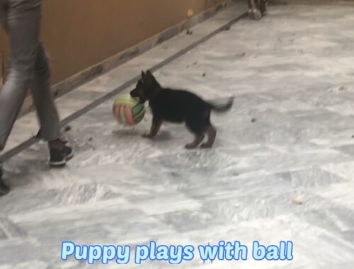 Cute puppy plays with ball