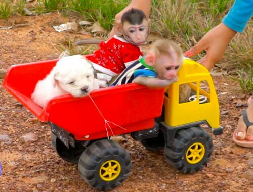 Most Adorable | Tiny Girl Tota Ride Car With Cute Puppy At Rice Field