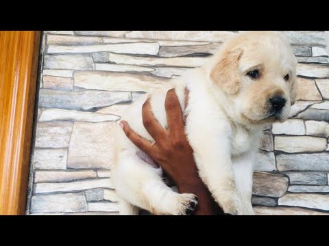 Labrador cute puppy for sale | call - 9700708058 || Pets for Sale ||