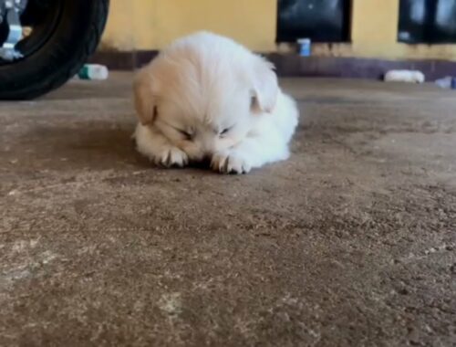 Cute puppy - Adorable funny puppy falls asleep
