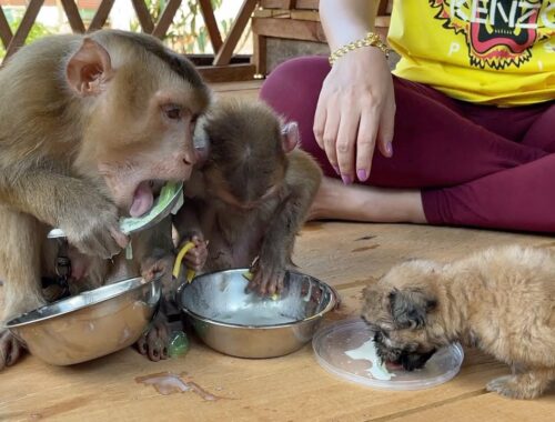 Wow ! Monkey DouDou & GiGi Eat Desert With Cute Puppy Very Delicious