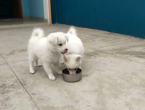 Cute Puppies Playing |cute puppy | Dhinam Thorum