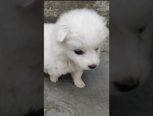 When Kukku ka Snoopy was just a cute puppy | Sourav Joshi Vlogs Oreo bhi aisa nahi tha