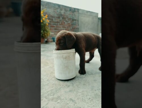 Dobby Dog | 6 Week Labrador Puppy | Chocolate colour labrador | Cute Puppy | Funny Video | #Shorts