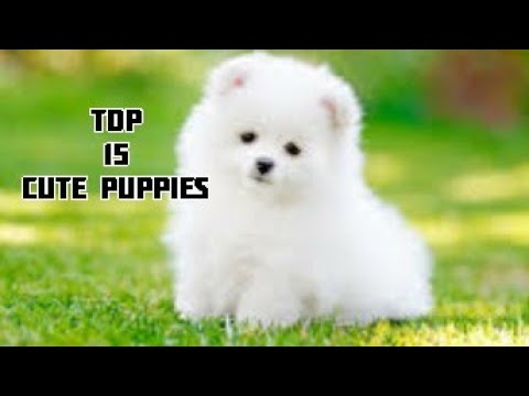 Top 15 cute puppies in world | cute puppy | BLINK |
