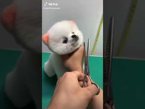 cute puppy hair cut