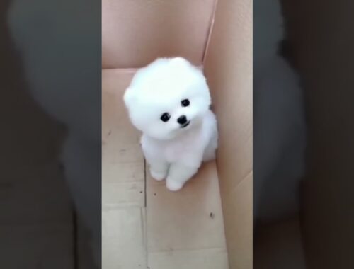 cute puppy beautiful talking