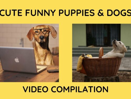 Cute Puppy Funny Puppy and Smart Dogs Compilation #4
