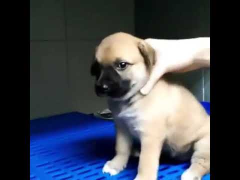 #shorts cute puppy videos | #puppy | puppy WhatsApp status and #shorts |puppy funny and comedy video