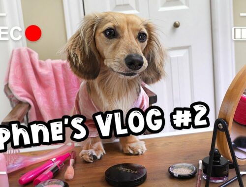 Ep#10: DAPHNE'S VLOG - Ain't No Puppy No More! (Cute Dachshund Video!)