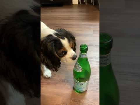 Cute Puppy Drinks S.Pellegrino Sparkling Water #Shorts