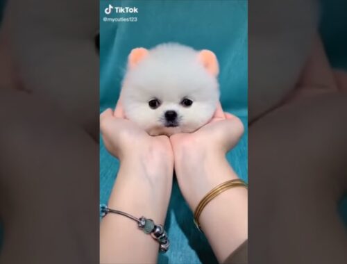 Part 2: Cute Puppy Pomeranian #shorts