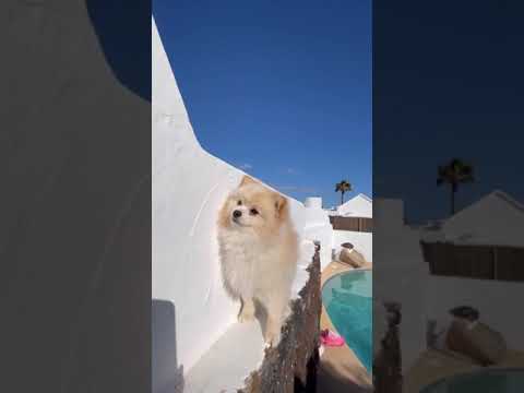 Funny dogs #Shorts - cute puppy video