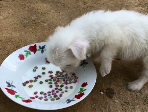 Cute Puppy Eating Food with Milk