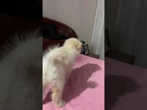 Mirror VS puppy mirror |cute puppy |playing