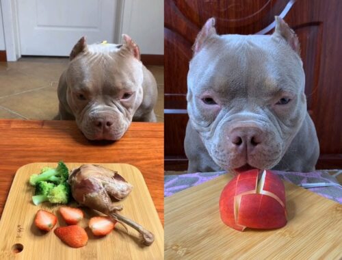 Cute Animals - Cute Puppy ASMR  Eating Strawberry,Apple,Chicken Leg,Fried Egg, Meat Show #00236