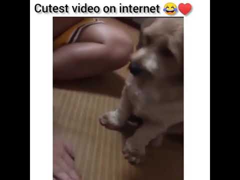 cute puppy