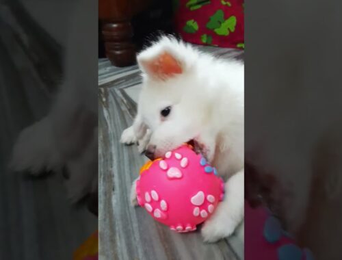 Cute Puppy Playing with a Sound Ball