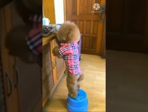 Cute Puppies Doing Funny Things #Cutepuppy #dogs #Short