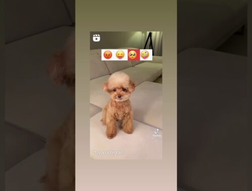 puppy vs emoji | Cute Stuff