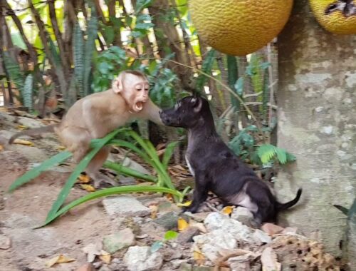 So Fun Obedient Monkey Koko Playing With Friend Cute Puppy While Waiting Mom For Bathing
