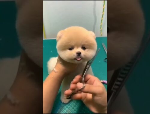 cute baby dog grooming #cutepuppy #shorts #Shortvideo