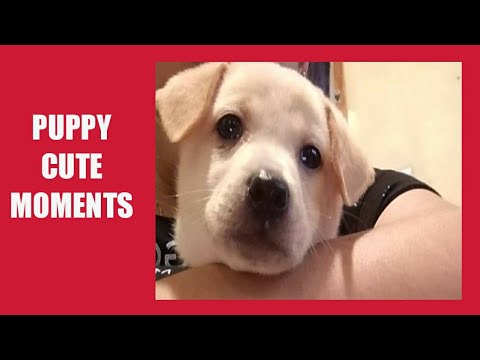 Cute Puppy Wants Daddy's Attention