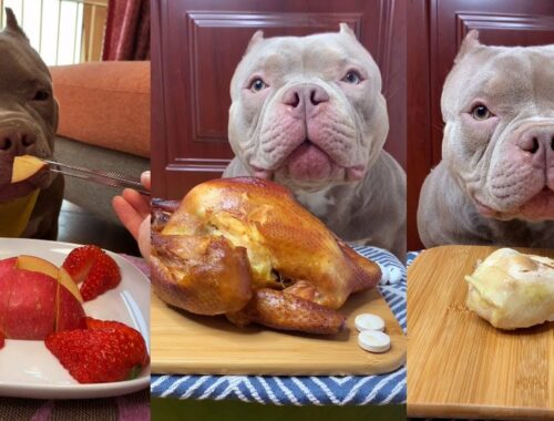 Cute Animals - Cute Puppy ASMR Eating Grill Chicken, Apple, Leg Chicken, Strawberry  Show #00165