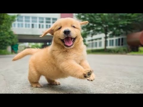 Funniest & Cutest Golden Retriever Puppies - 30 Minutes of Funny Puppy Videos 2021 #3