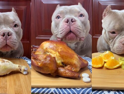 Cute Puppy ASMR Eating Orange,Grill Chicken,Leg Chicken Show #00257