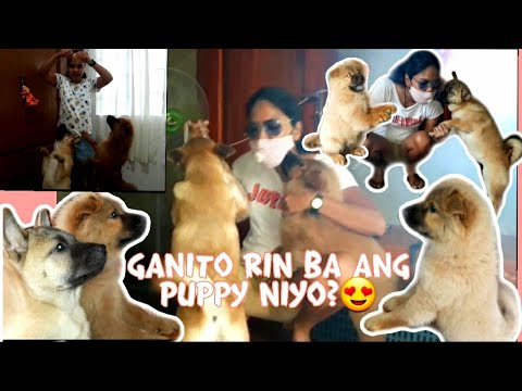 CUTE PUPPY VIDEOS COMPILATION||CUTENESS OVERLOAD!||CHOW CHOW CROSSBREED ASPIN||VLOG#19