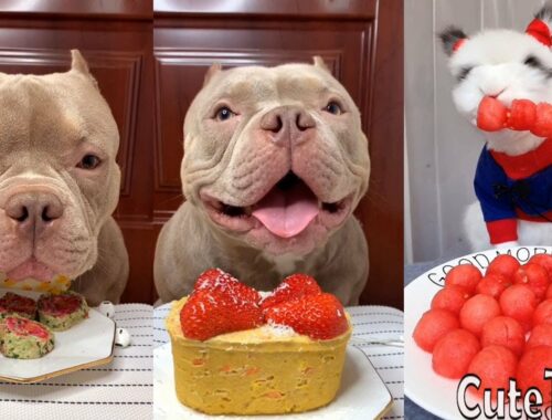 Cute Animals - Cute Puppy & Bunny ASMR  Eating Watermelon, Strawberry Cake, Meat  Show #00249
