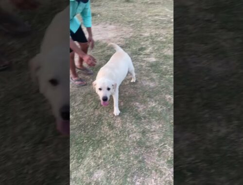 Cute puppies  playing in park. Park full of puppies . Cute puppy moments. #shorts  #Flash .
