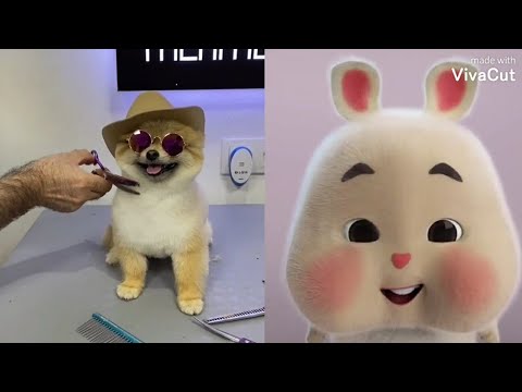 Super cute fat rabbit VS cute Puppy Funny video