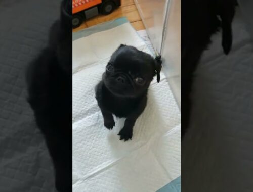 Cute puppy getting fussy wanting her food
