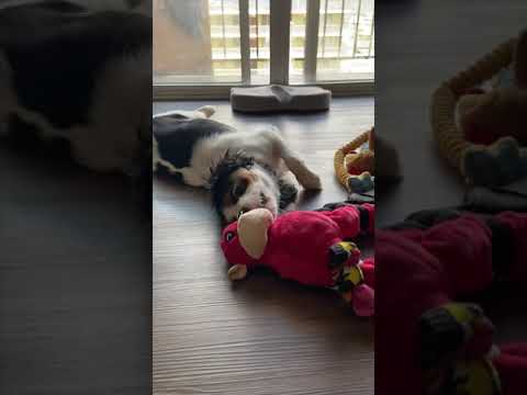 Cute Puppy Plays With His Monkey Toy On His Back - A Dose of BoBa Ep 49 [Series] #Shorts
