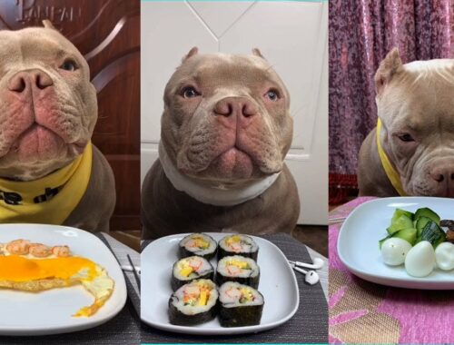 Cute Animals - Cute Puppy ASMR  Eating Quail Egg,Fried EGG,Shrim,Apple,Meat Show #00242