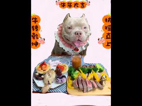 Cute Animals - Cute Puppy ASMR Eating Show #0061