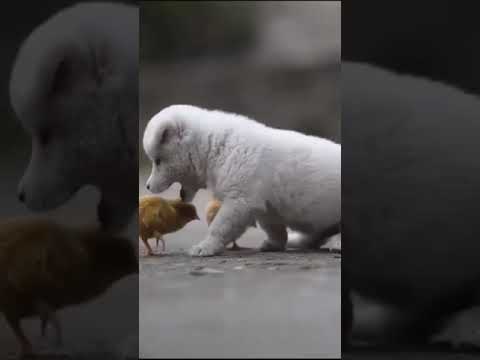 CUTE PUPPY PLAYING WITH CUTE LITTLE CHICKS