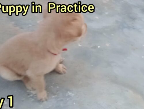 Our Cute Puppy in Practice VLOG