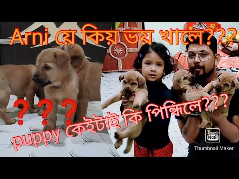 funny puppies and cute puppy video 2 / gautam kalita/gautams creation