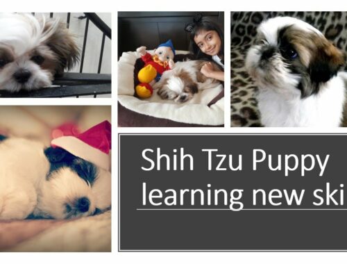 Cute Puppy learning new tricks || #subscribenow