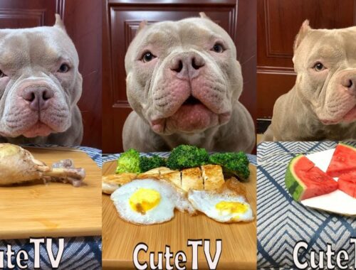 Cute Animals - Cute Puppy ASMR Eating Watermelon,Fried EGG,Vegetable,Chicken LEG Show #00264