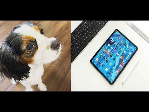 Cute Puppy and His New Apple IPad Pro 2021 M1