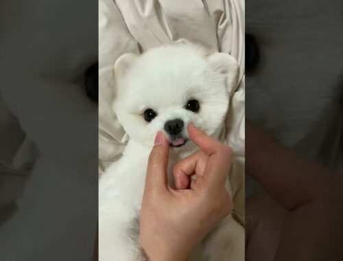 Pomeranian tiktok|cute puppy videos|funny and cute pomeranian videos #tiktok #puppy #pomeranian