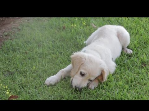 Most Cutest Puppies in World And Cute Puppy Videos Compilation 2021 [BEST OF]
