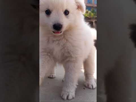 cute puppy Status| cute status| cute dog| full screen status| #short