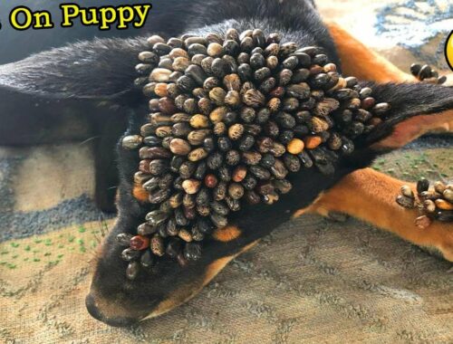 [ CUTE PUPPY ] Remove Tick On Puppy #1000